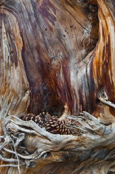 USA, Utah, Zion NP Trunk with fallen pine cones